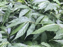 Elatostema lineolatum