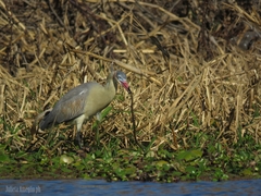 Helicops leopardinus