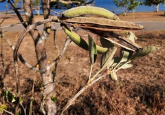 Handroanthus coronatus