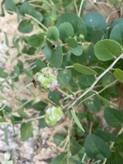 Capparis
