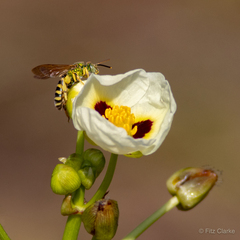 Agapostemon splendens