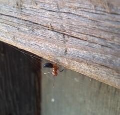 Crematogaster laeviuscula