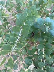 Capparis
