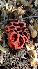Clathrus ruber