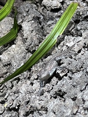 Sceloporus consobrinus