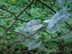 Erysiphe convolvuli
