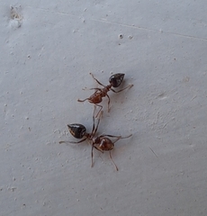 Crematogaster laeviuscula