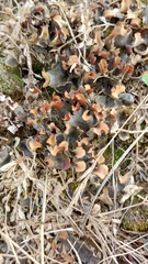 Peltigera neckeri