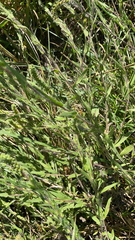 Ambrosiinae