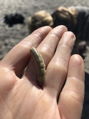Agrotis vestigialis