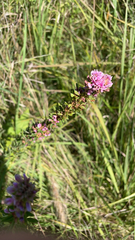 Lespedeza virginica