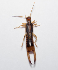 Labidura riparia
