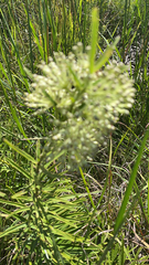 Asclepias hirtella