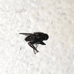 Diptera