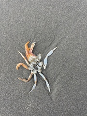 Metacarcinus magister