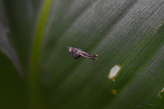 Uloborus