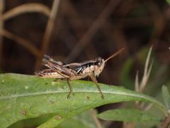 Melanoplinae