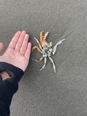 Metacarcinus magister