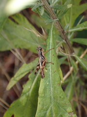 Melanoplinae