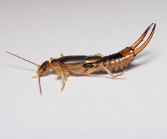 Labidura riparia