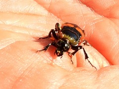 Nicrophorus vespillo