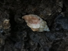 Ceratostoma rorifluum