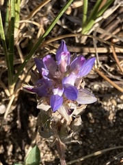 Lupinus lepidus