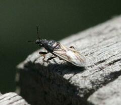 Metopoplax ditomoides
