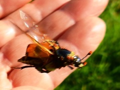 Nicrophorus vespillo