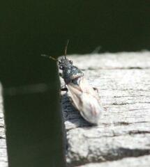 Metopoplax ditomoides