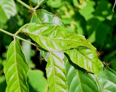 Oecophylla smaragdina