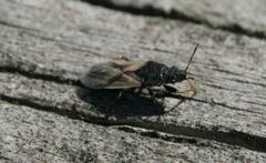 Metopoplax ditomoides