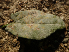 Erysiphe convolvuli