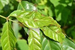 Oecophylla smaragdina