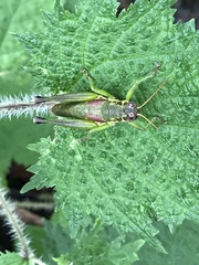 Acrididae