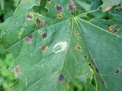 Phyllonorycter joannisi