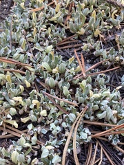 Antennaria