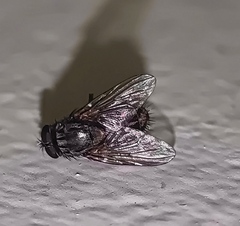 Diptera