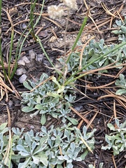 Antennaria