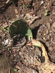 Opuntia macrorhiza