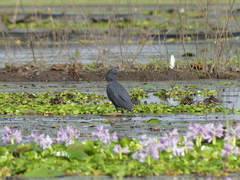 Egretta ardesiaca