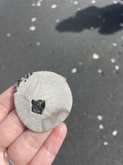 Dendraster excentricus