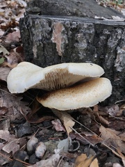 Neolentinus