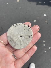 Dendraster excentricus