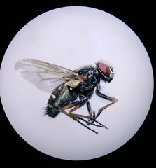 Muscina stabulans