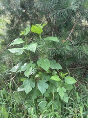 Morus rubra