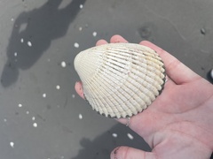 Clinocardium nuttallii