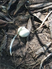 Lycoperdon echinatum