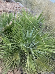 Chamaerops humilis