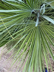 Chamaerops humilis